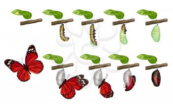 Butterfly cycle. Life of insects larva cocoon grub pupae caterpillars change vector concept. Illustration butterfly and caterpillar, insect fly