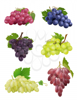 Grapes realistic. White and black grapes with leaves natural plants wine symbols vector collection. Grape leaf, fruit fresh harvest illustration