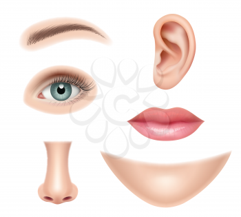 Face realistic. Human parts nose head eyes mouth vector pictures collection set. Human nose and mouth, sense organ detail illustration