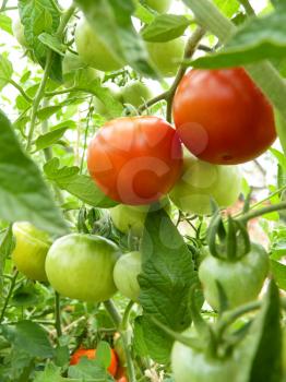 Close up of two red tomato fruit on plant and green tomatoes on background.