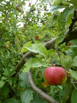 Close up of green and red apple malus pumila on the tree branch.