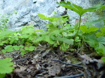 Close up of wild strawberry plants growing near old wall on ground covered by dead leaves.