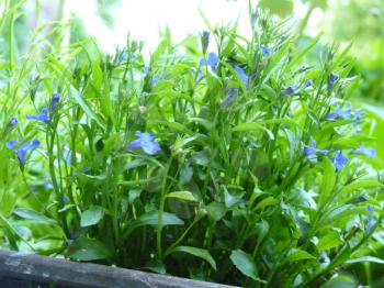 Close up macro detail image of blue lobelia flowers in flower box.