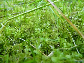 Low close up detail of moss and green grass covering ground in humid area garden.