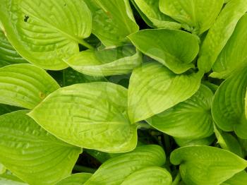 Close up of green hosta leaf plantain lily foliage background.