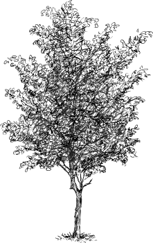 Cartoon vector doodle drawing illustration of broadleaved or deciduous beech tree.