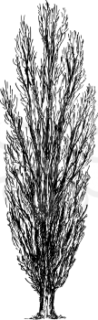 Cartoon vector doodle drawing illustration of broadleaved or deciduous slender poplar tree.