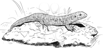 Vector artistic pen and ink hand drawing of female sand lizard sitting on stone.