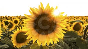 Sunflower in the field shined by sun rays from back