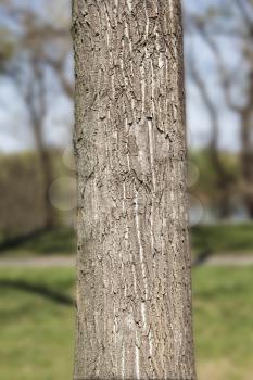 Tree trunk in the woods