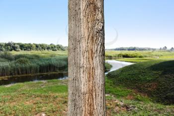 Tree trunk close up in the natural reserve