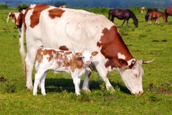 Cow with little calf on pasture