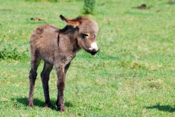 Cute little donkey on pasture