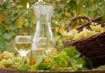 Vineyard with grape and white wine