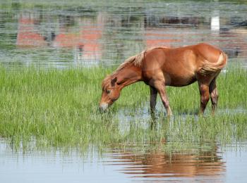 brown horse drink water nature scene