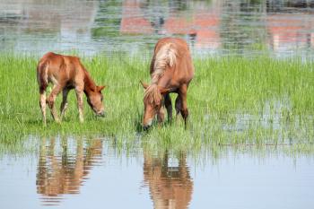 brown horse and foal nature spring scene