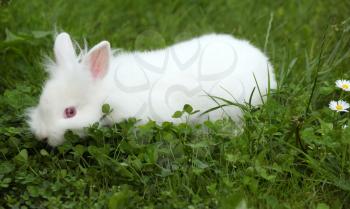 dwarf white rabbit in green grass