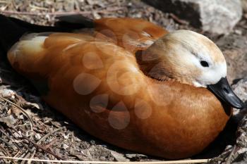 domestic mandarin duck close up