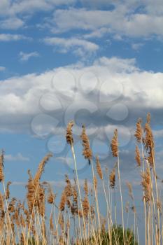 reed and blue sky with clouds