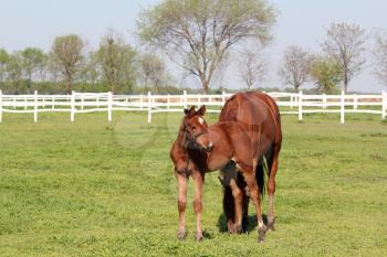 brown foal and horse farm scene