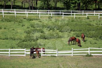 herd of horses in corral on farm aerial view 