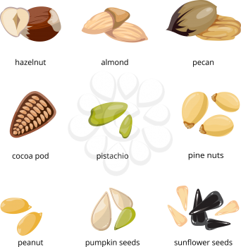 Seeds and nuts vector icons in cartoon style. Set of nuts hazelnut and pecan, food of nuts cocoa pod and pumpkin seeds illustration