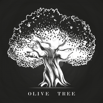 Hand drawn old olive tree on chalkboard. Vector tree olive sketch, drawing mediterranean harvest agriculture illustration
