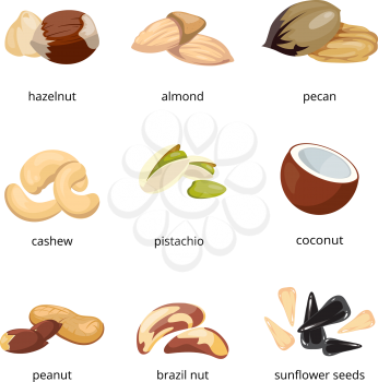 Cartoon nuts vector. Set of nuts walnut and pecan, illustration of vegetarian food nuts