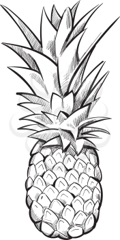 Hand drawn pineapple. Ananas fruit sketch black line. Vector illustration