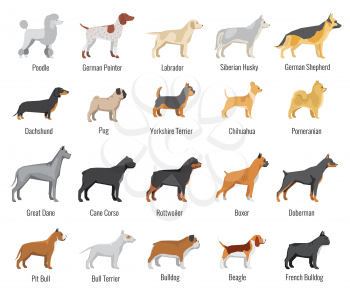 Dogs breed vector flat icons set. Pets animal, labrador and siberian husky, dachshund and yorkshire terrier illustration