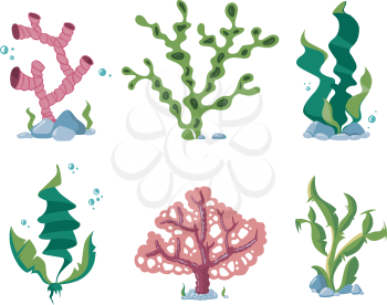 Underwater seaweeds, aqua kelp, ocean and aquarium plants vector set. Aquatic nature kelp life illustration