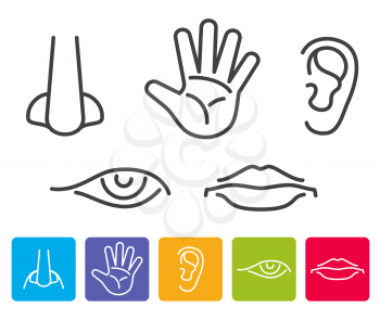 Five human senses smell, sight, hearing, taste, touch vector. Icons human sense, illustration of five senses