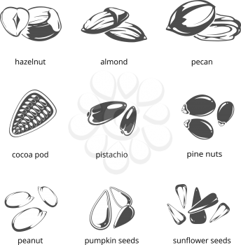 Seeds and nuts monochrome vector icons. Healthy food, hazelnut and sunflower seeds illustration