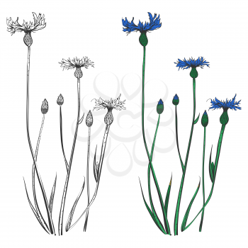 Cornflowers silhouettes and colorful isolated on white background. Color flower decorative, vector illustration