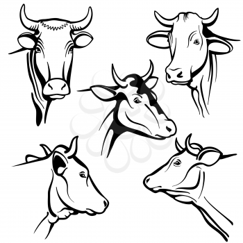 Isolated cow head vector portraits, cattle faces for farm natural dairy products packing. Cow animal head, illustration of black cattle cow