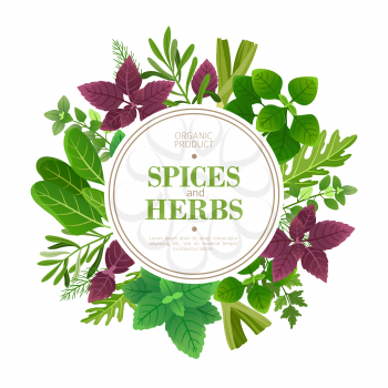 Spices and herbs background. Fresh herb cooking aromatic plants. Indian food vector frame. Culinary and cooking, plant dill and sage illustration
