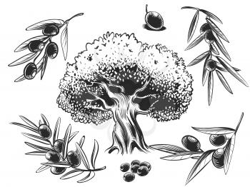 Big olive tree and olives branches hand sketched set isolated on white