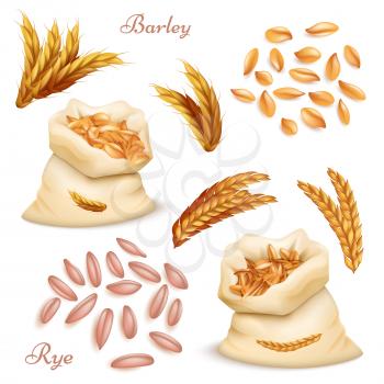 Agricultural cereals - barley and rye vector set. Realistic grains and ears isolated on white background. Illustration of harvest seed, farm sack with nature oat