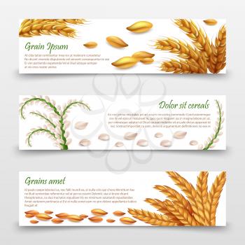 Agricultural cereals banners template. Realistic grains and ears of rice, wheat, barley isolated on white background. Harvest wheat grain, food organic seed,. Vector illustration