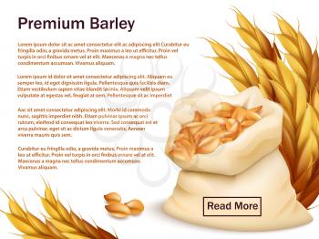 Realistic barley, ears and grains isolated on white background. Premium barley vector web background template. Illustration of wheat crop, harvest agriculture