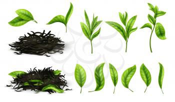 Close up realistic tea dried herbs and greens tea leaves isolated vector set. Tea green herb natural, drink healthy illustration