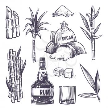 Hand drawn cane leaves, sugar plant stalks, sugarcane farm harvest, glass and bottle of rum. Vector set in vintage engraving style. Illustration of alcohol drink and sugarcane
