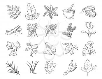 Vintage hand drawn herbs and spices, sketch drawing plants vector collection. Nature ingredient herbs, organic botanical aroma herbs illustration