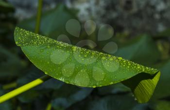 Green leaf in drops of water