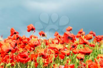 Field of beautiful red poppies with green grass