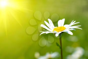 Camomile on the field with green grass