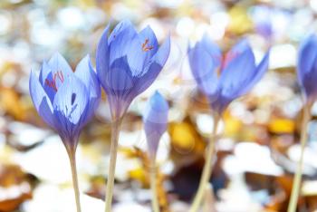 Blue flower crocus ligusticus (saffron) in the forest 