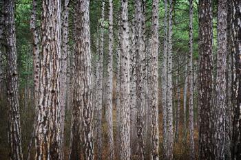 Mystery forest with big dark green pine trees