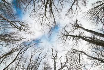 Top of winter trees with blue sky and clouds.