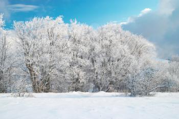 Winter icy forest